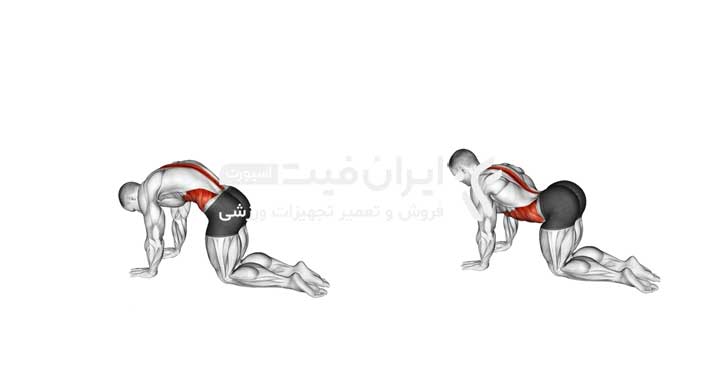 عضلات هدف در حرکت گربه و شتر (Cat-Cow Stretch