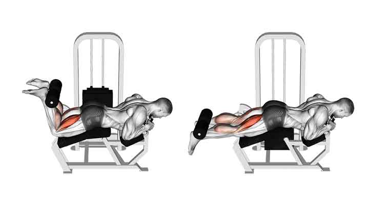 عضلات هدف در پشت پا خوابیده (Lying / Prone Leg Curl)