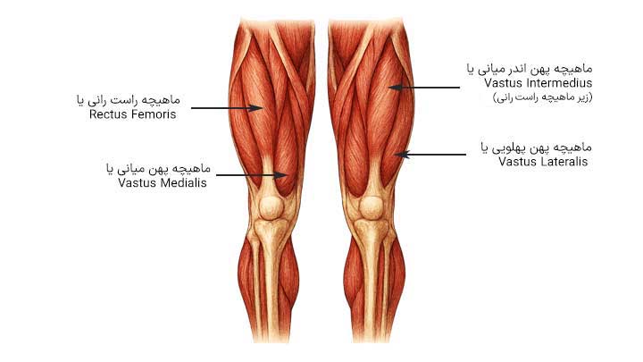 آناتومی عضله چهار سر ران