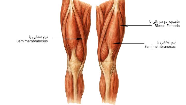 آناتومی ماهیچه همسترینگ