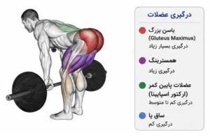 آناتومی عضلات درگیر در ددلیفت رومانیایی