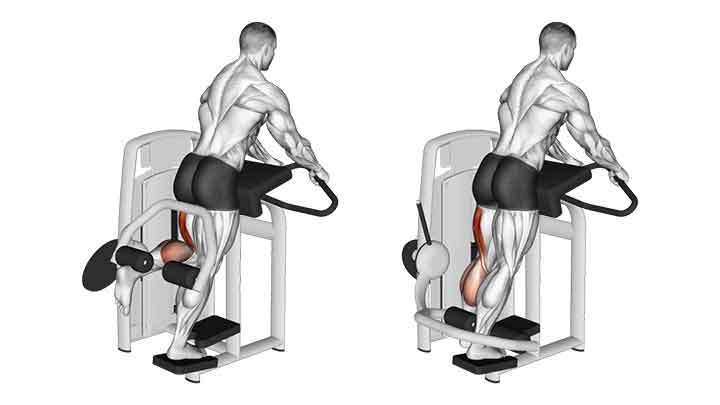 عضلات هرف در پشت پا ایستاده (Standing Leg Curl)