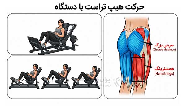 آموزش تصویری حرکت هیپ تراست با دستگاه برای اصلاح زانوی ضربدری