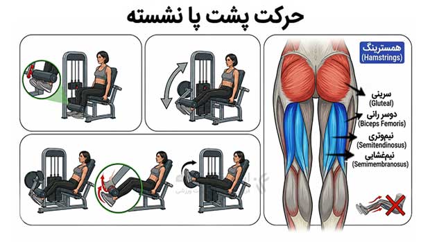 آموزش تصویری حرکت پشت پا نشسته با دستگاه بدنسازی برای اصلاح زانوی ضربدری