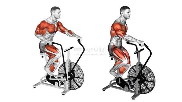 ماهیچه ها و عضلات درگیر در تمرین با ایربایک