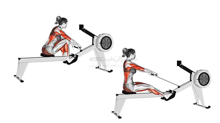 ماهیچه ها و عضلات درگیر در تمرین با روئینگ یا قایقی