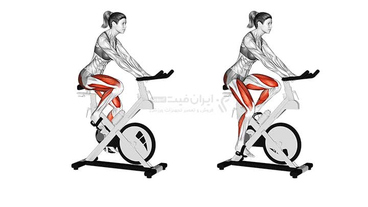 ماهیچه ها و عضلات درگیر در تمرین با دوچرخه ثابت و اسپینینگ 