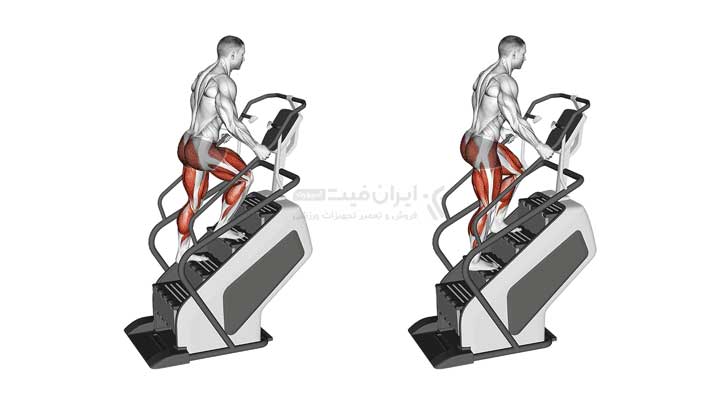 ماهیچه ها و عضلات درگیر در تمرین با پله نورد یا استپر