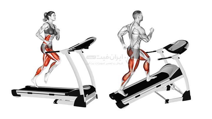 ماهیچه ها و عضلات درگیر در تمرین با تردمیل 